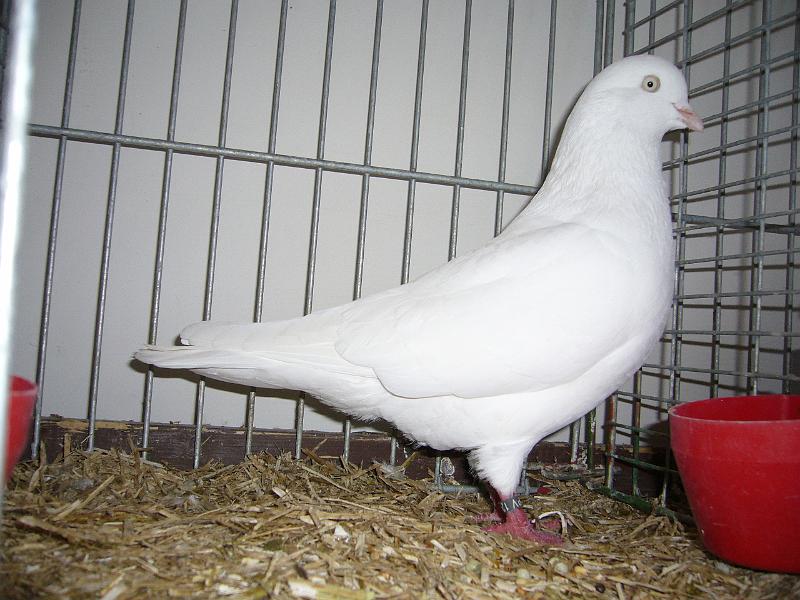 Delbrueck 2008 168.jpg - Kölner Tümmler  weis von Heinzkörsmeier Preis HV 96 SE